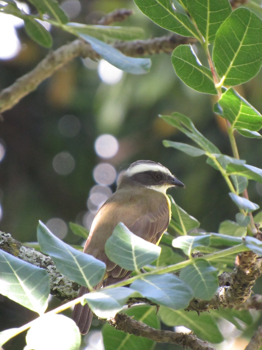 Social Flycatcher - ML646424524