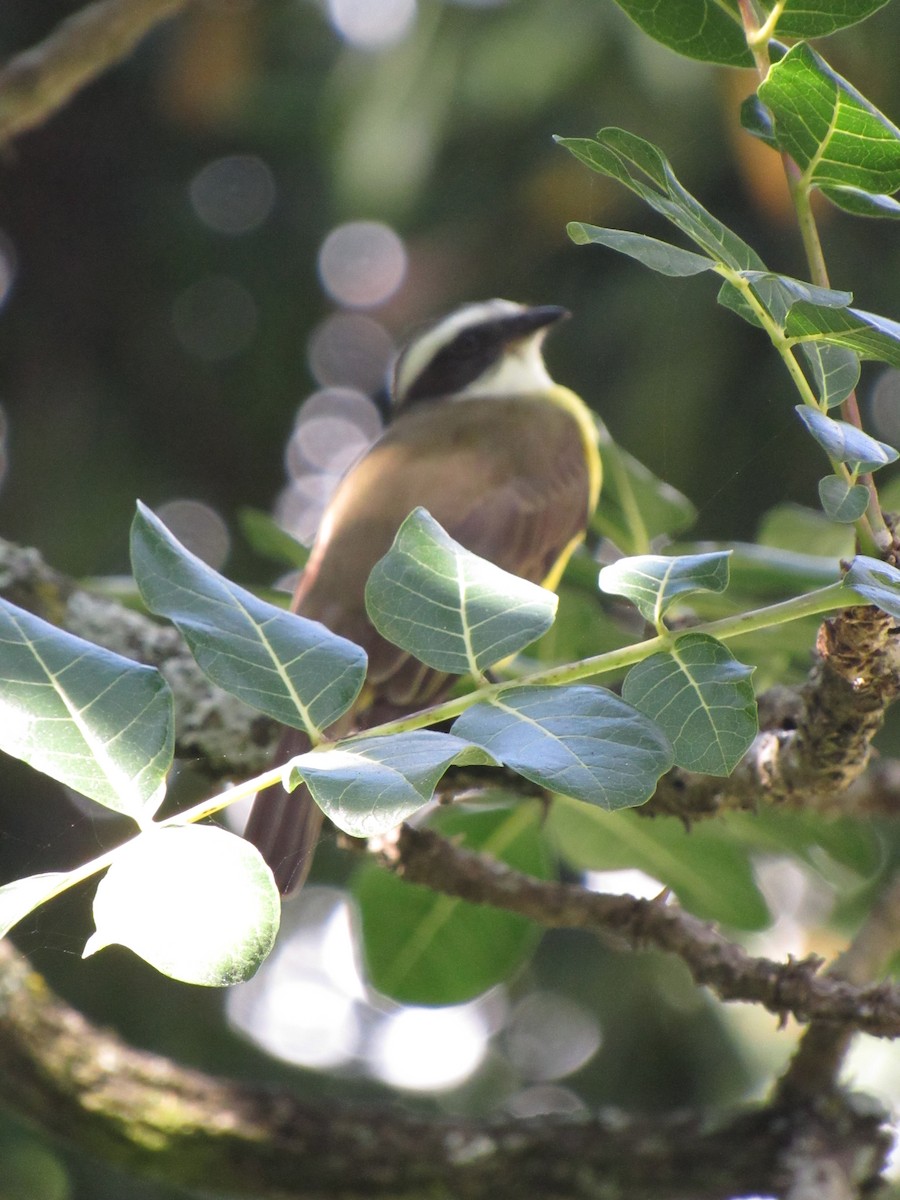 Social Flycatcher - ML646424525