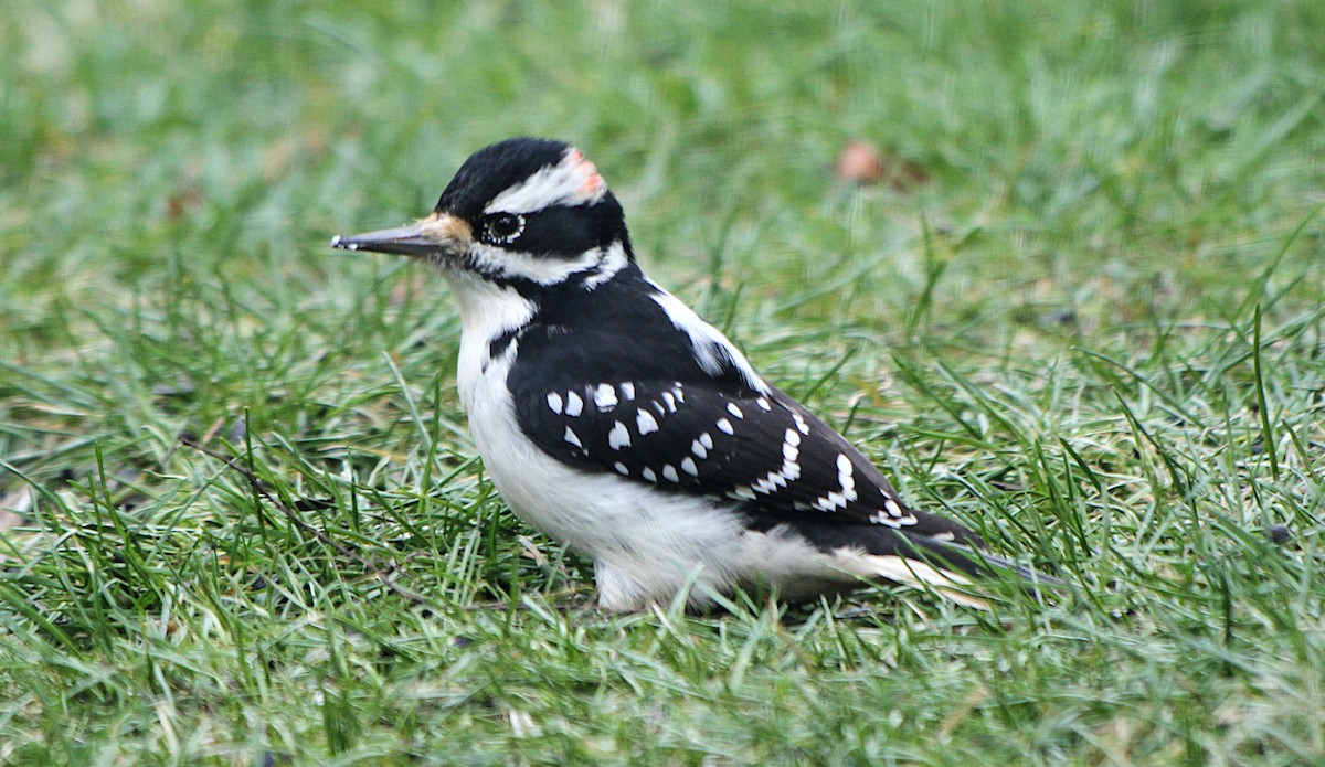 Downy Woodpecker - ML646424526