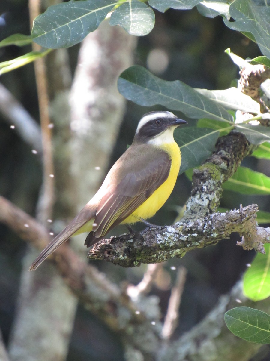Social Flycatcher - ML646424527