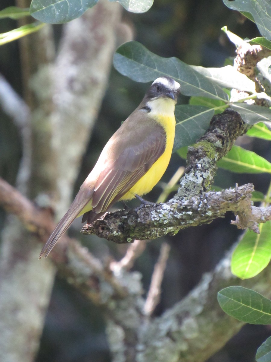 Social Flycatcher - ML646424528