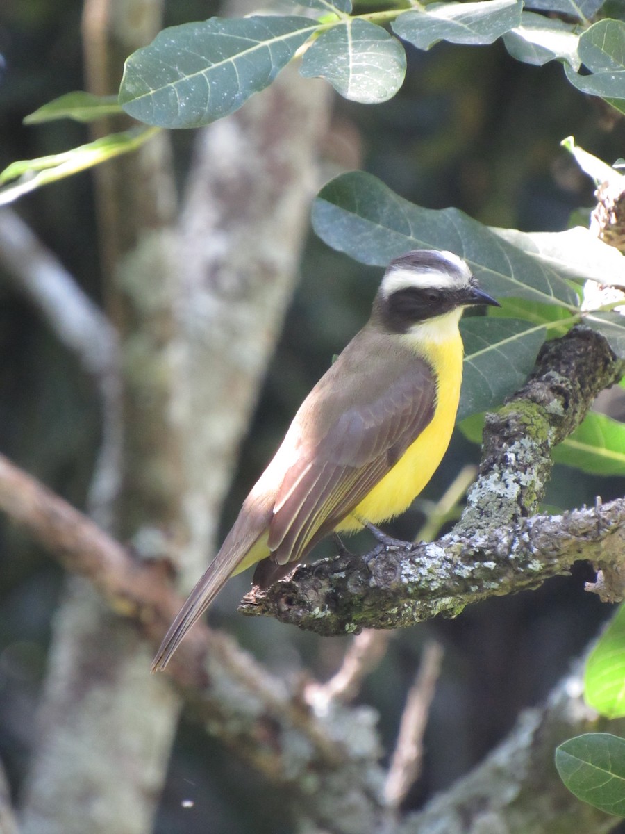 Social Flycatcher - ML646424529