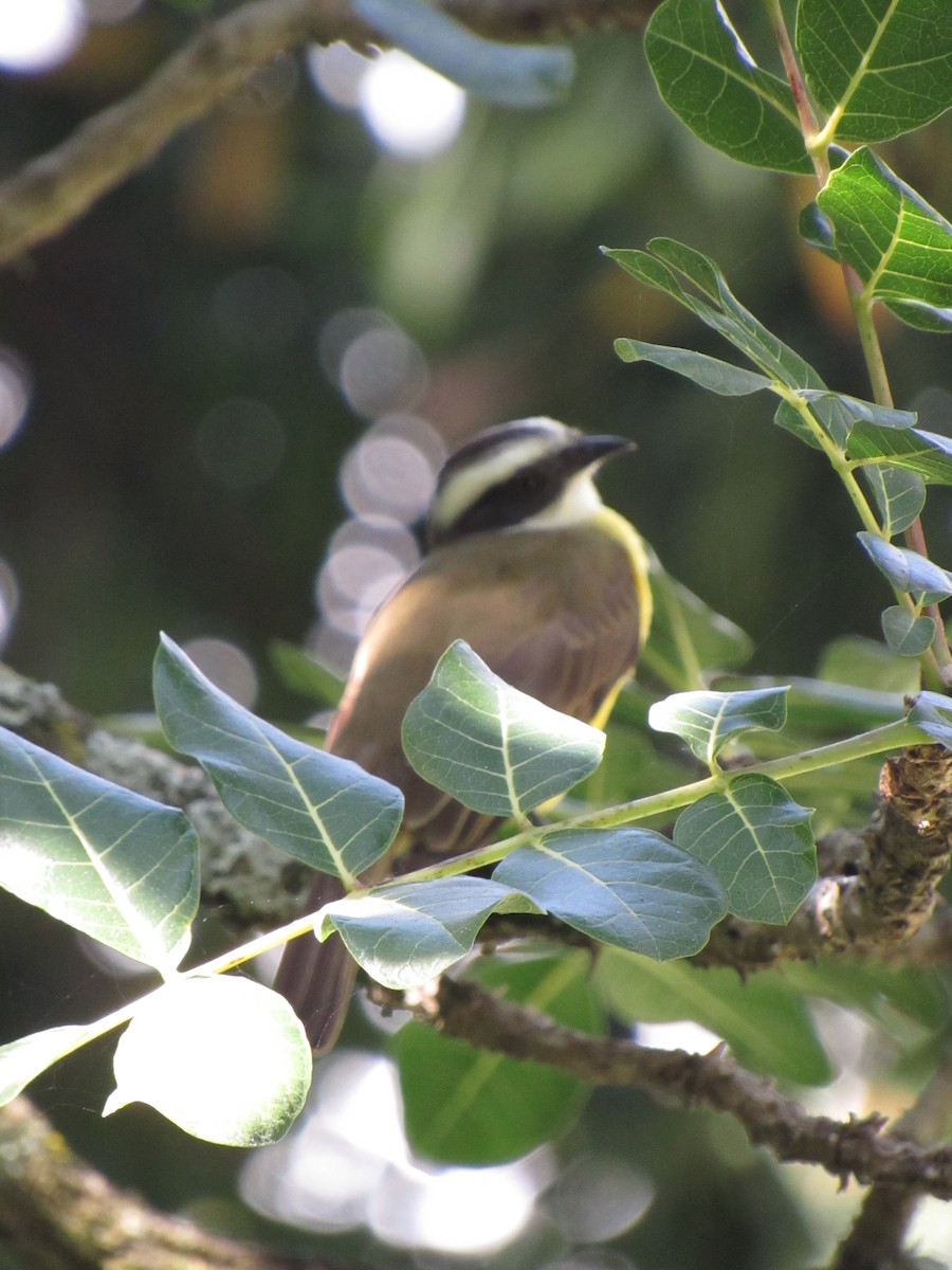 Social Flycatcher - ML646424530