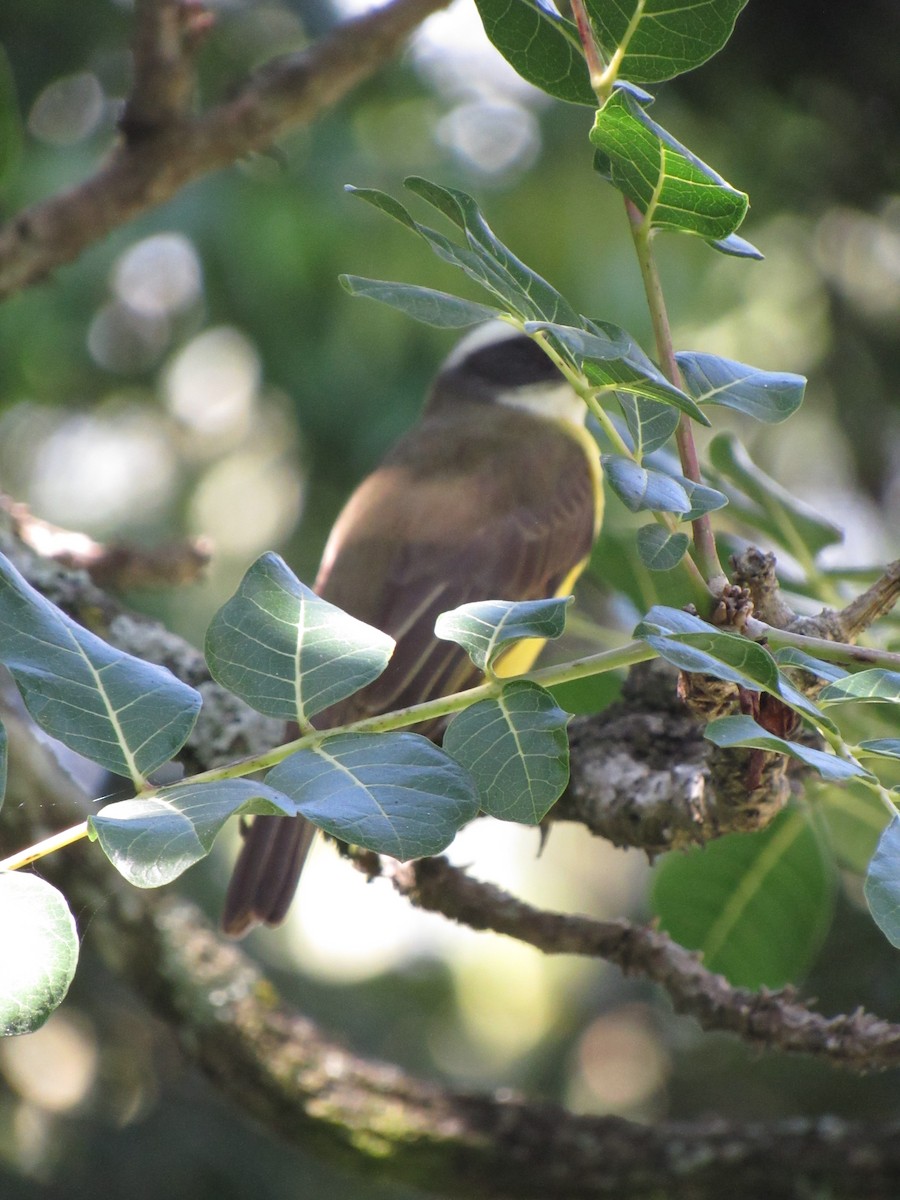 Social Flycatcher - ML646424531