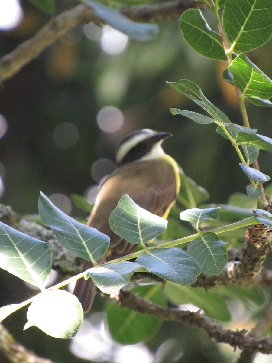 Social Flycatcher - ML646424532