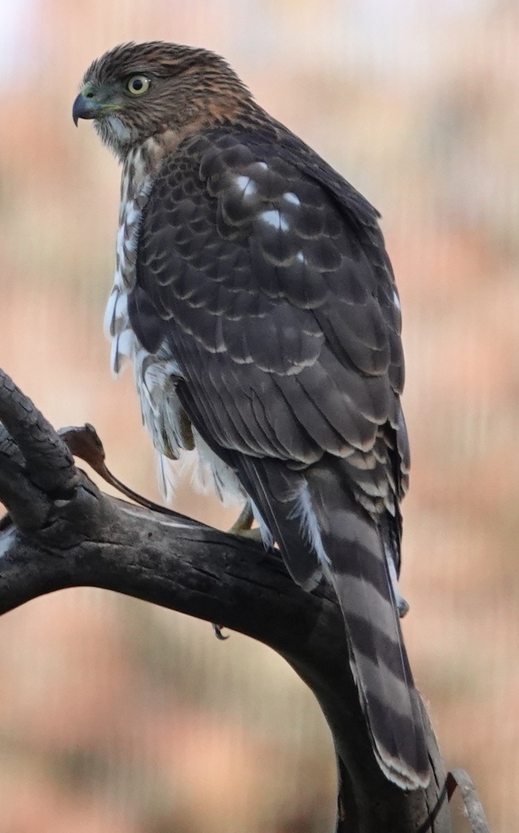 Cooper's Hawk - ML646424539