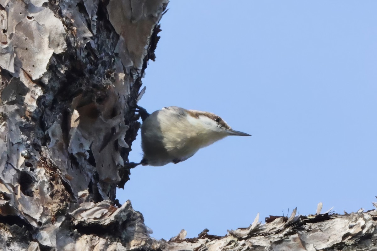 Sittelle à tête brune - ML646424542