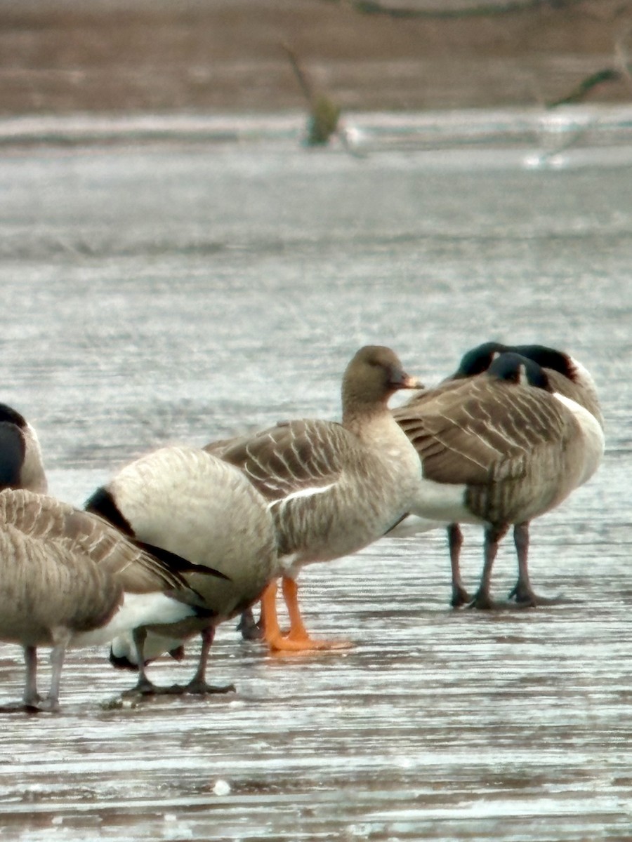 Tundra Bean-Goose - ML646424543