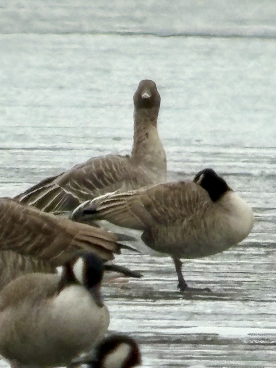 Tundra Bean-Goose - ML646424544