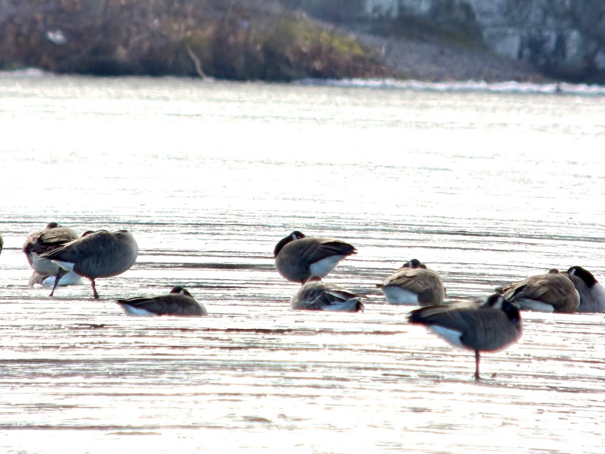 Tundra Bean-Goose - ML646424545