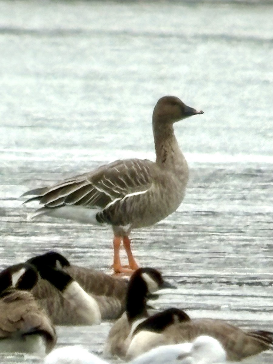 Tundra Bean-Goose - ML646424546