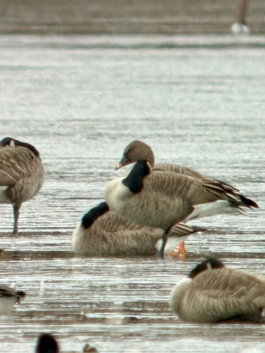 Tundra Bean-Goose - ML646424547