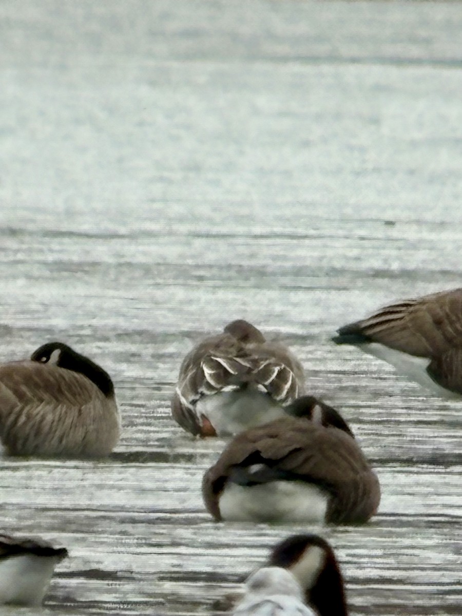 Tundra Bean-Goose - ML646424548