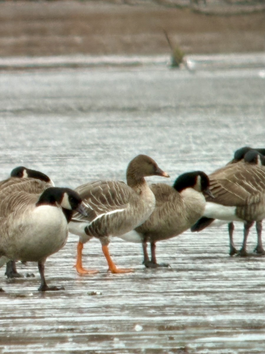 Tundra Bean-Goose - ML646424549