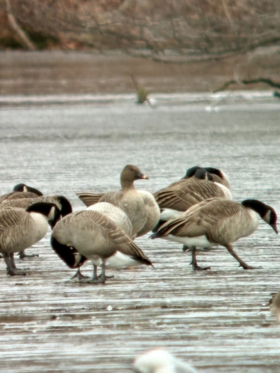 Tundra Bean-Goose - ML646424550
