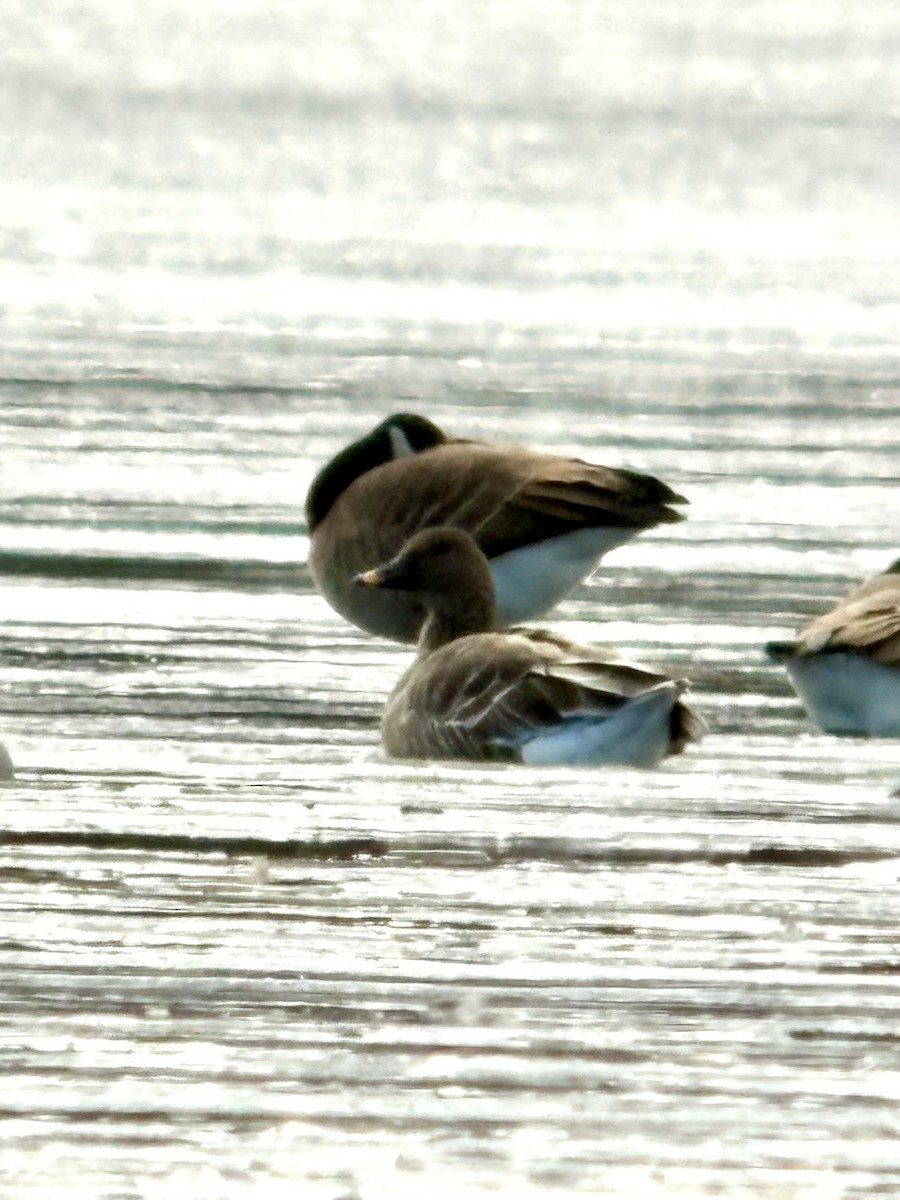 Tundra Bean-Goose - ML646424551