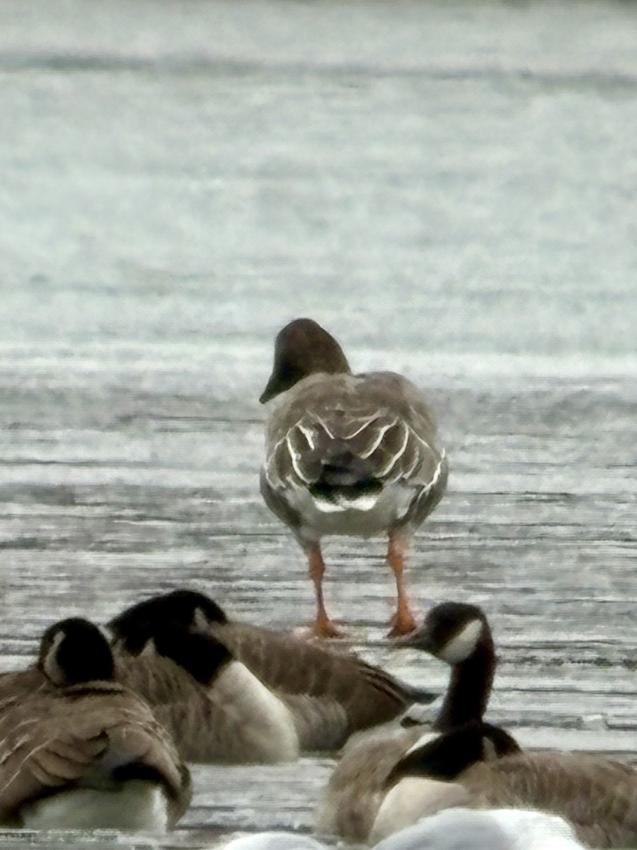 Tundra Bean-Goose - ML646424552