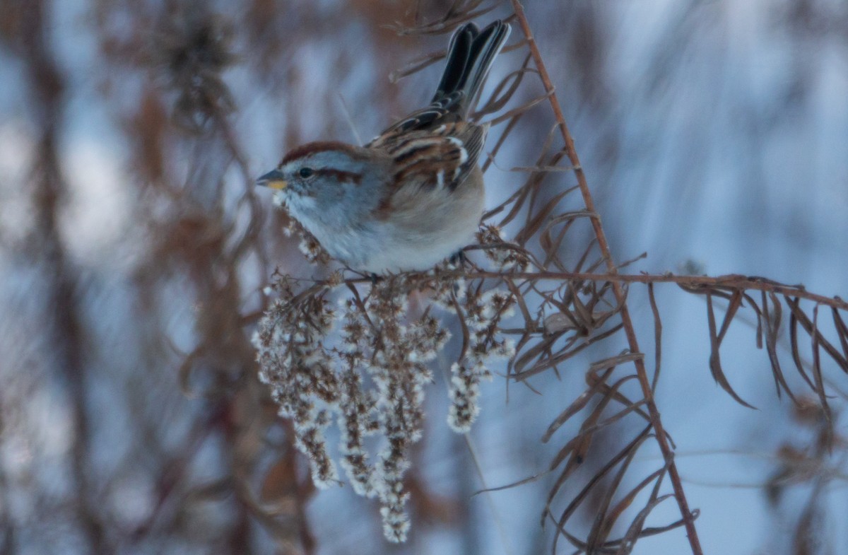American Tree Sparrow - ML646424558