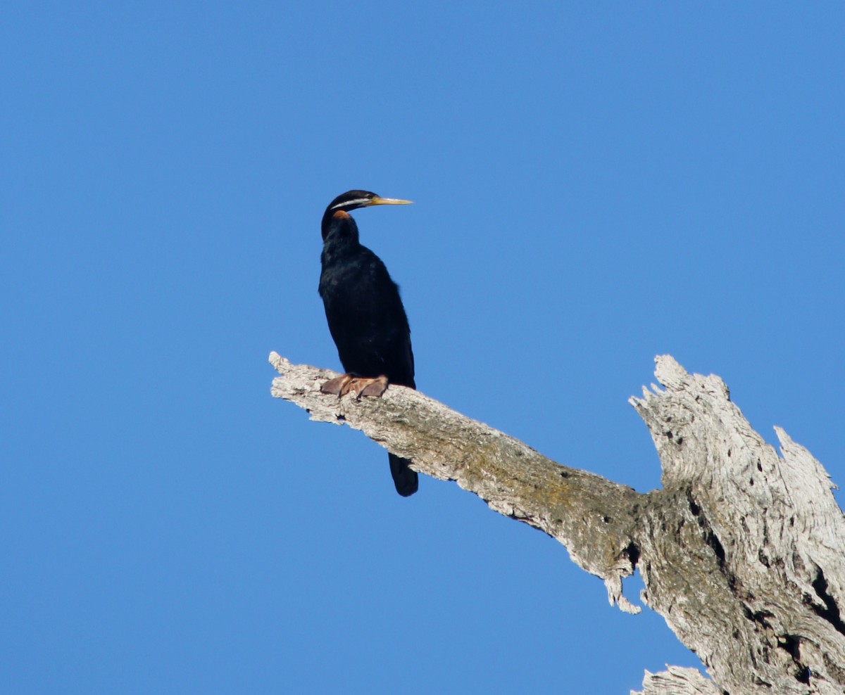 anhinga australská - ML646424564
