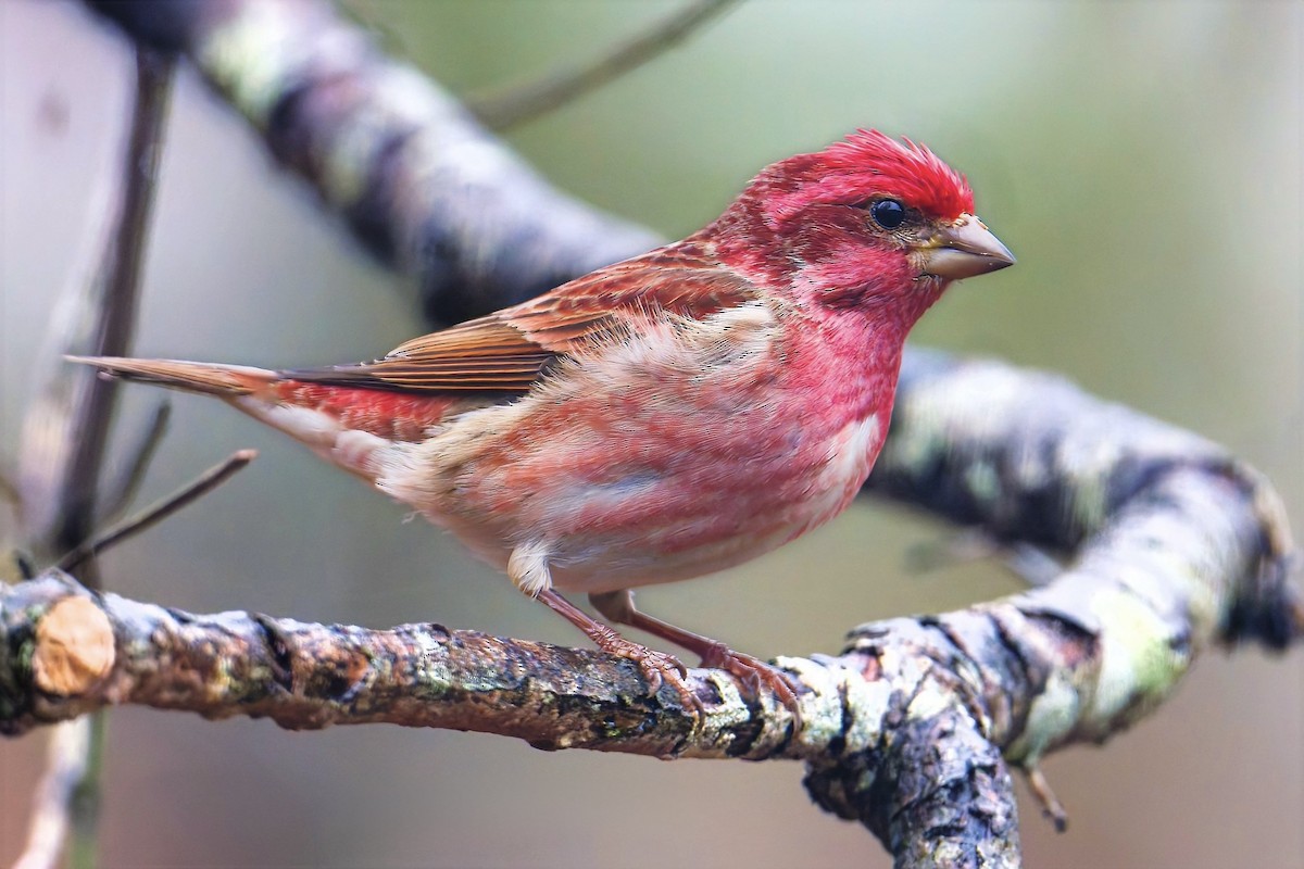 Purpurgimpel - ML646424565