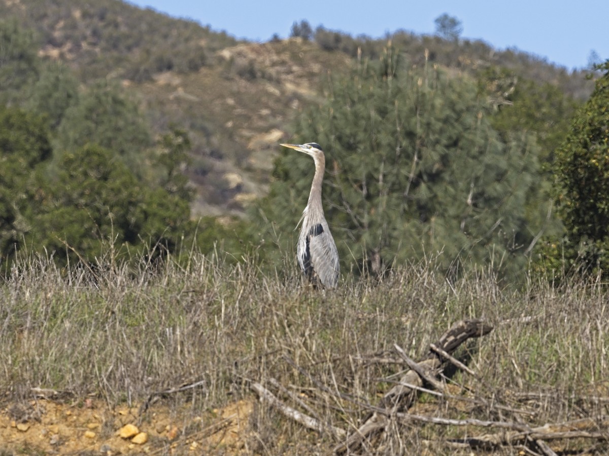 Great Blue Heron - ML646424566