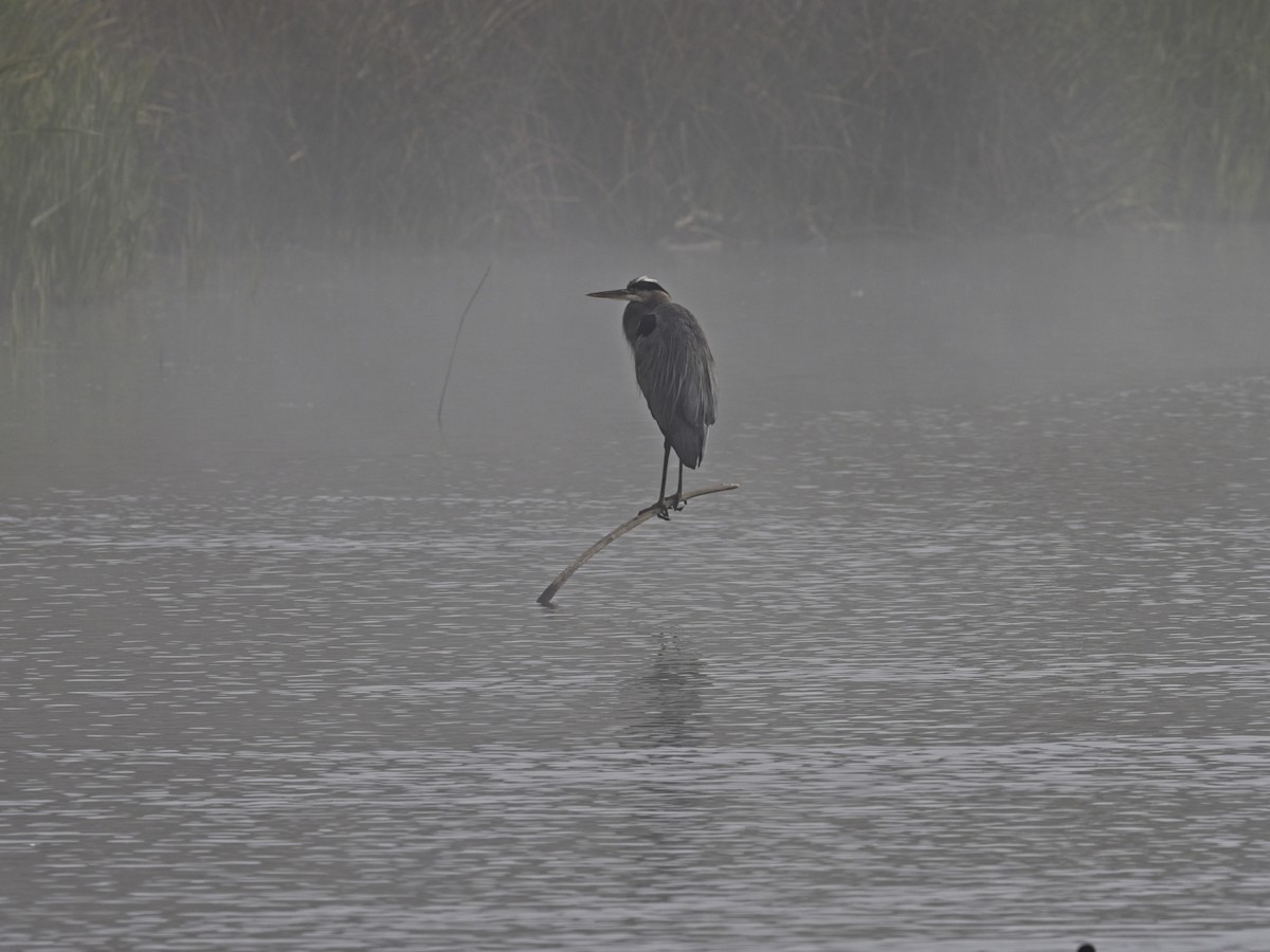 Great Blue Heron - ML646424567