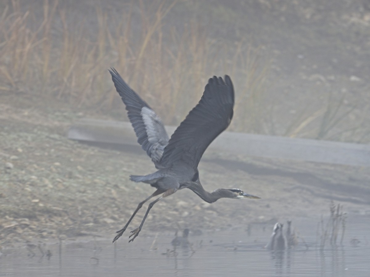 Great Blue Heron - ML646424568
