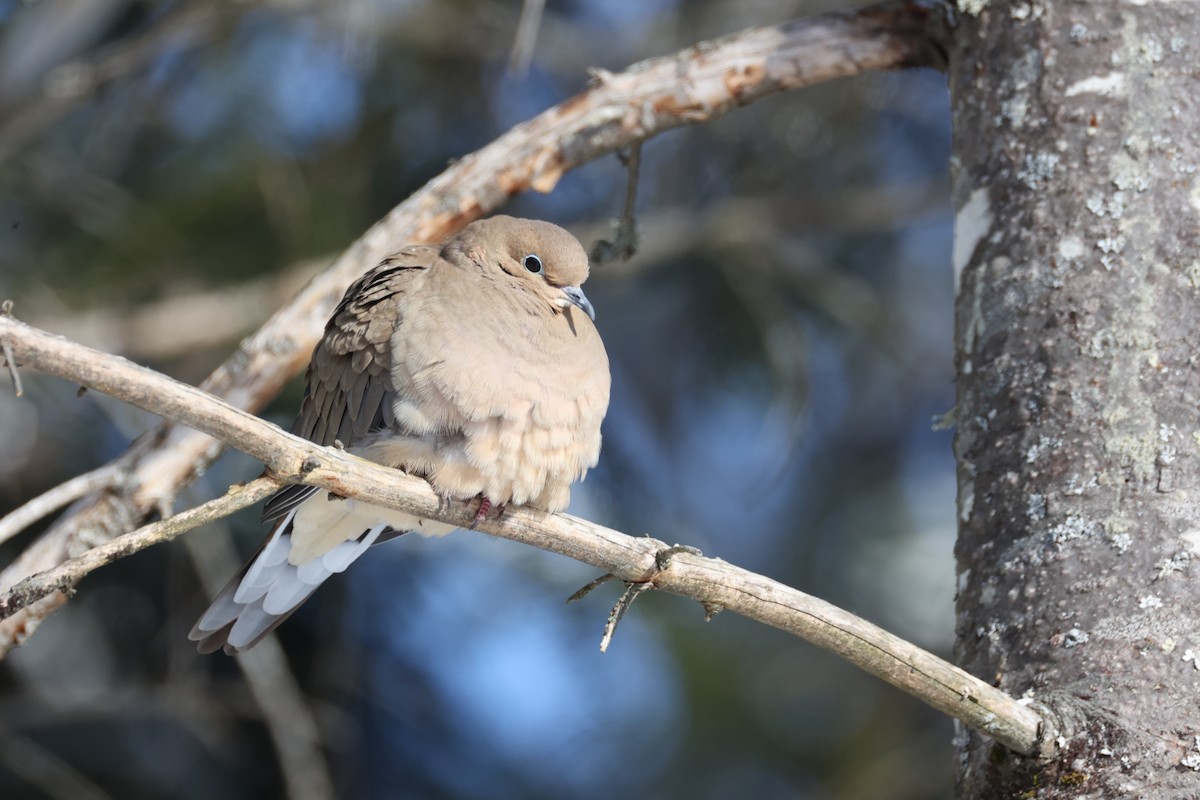 Mourning Dove - ML646424570
