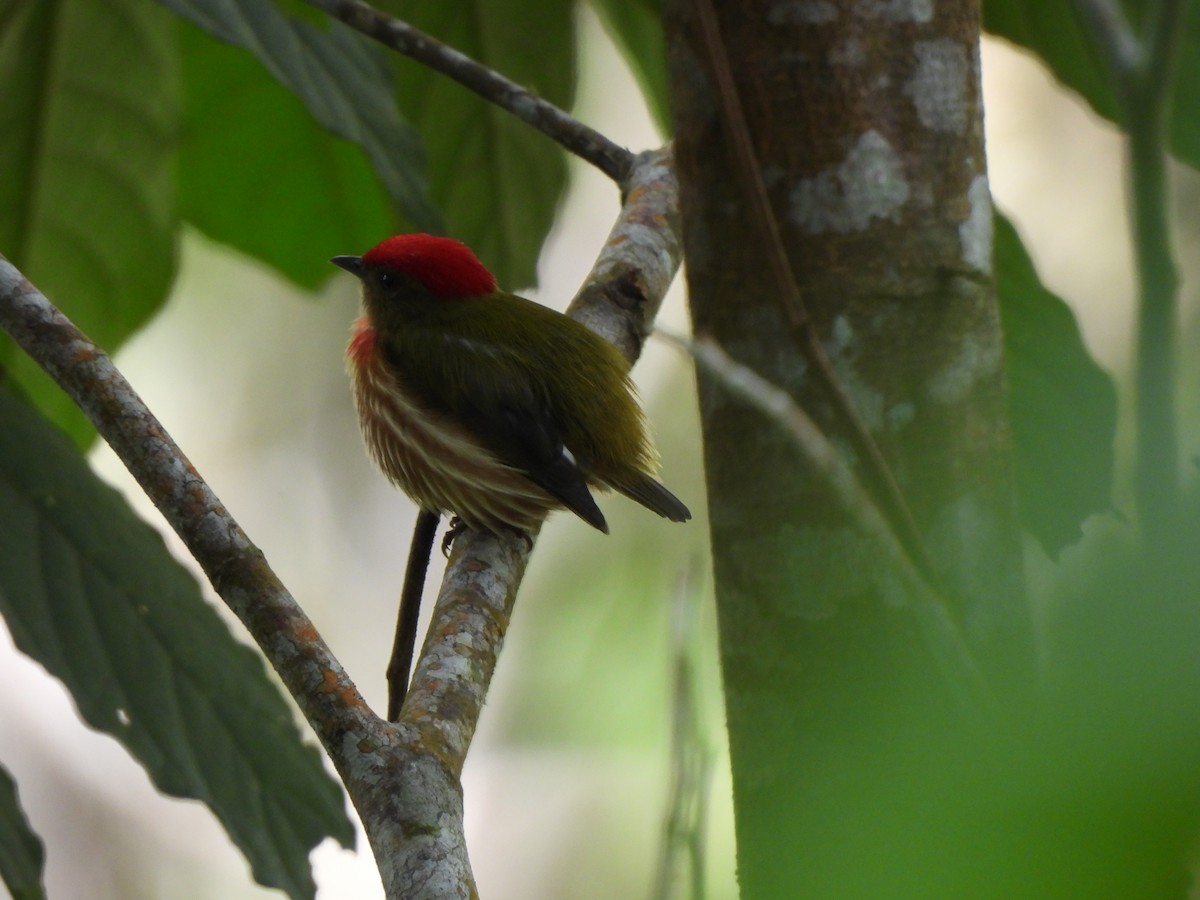 Manakin strié - ML646424571