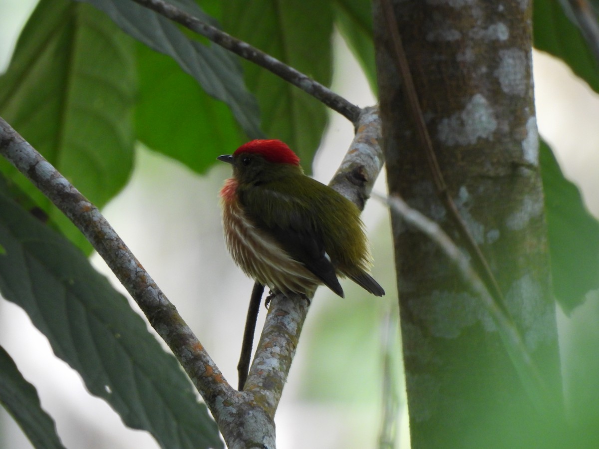 Manakin strié - ML646424572