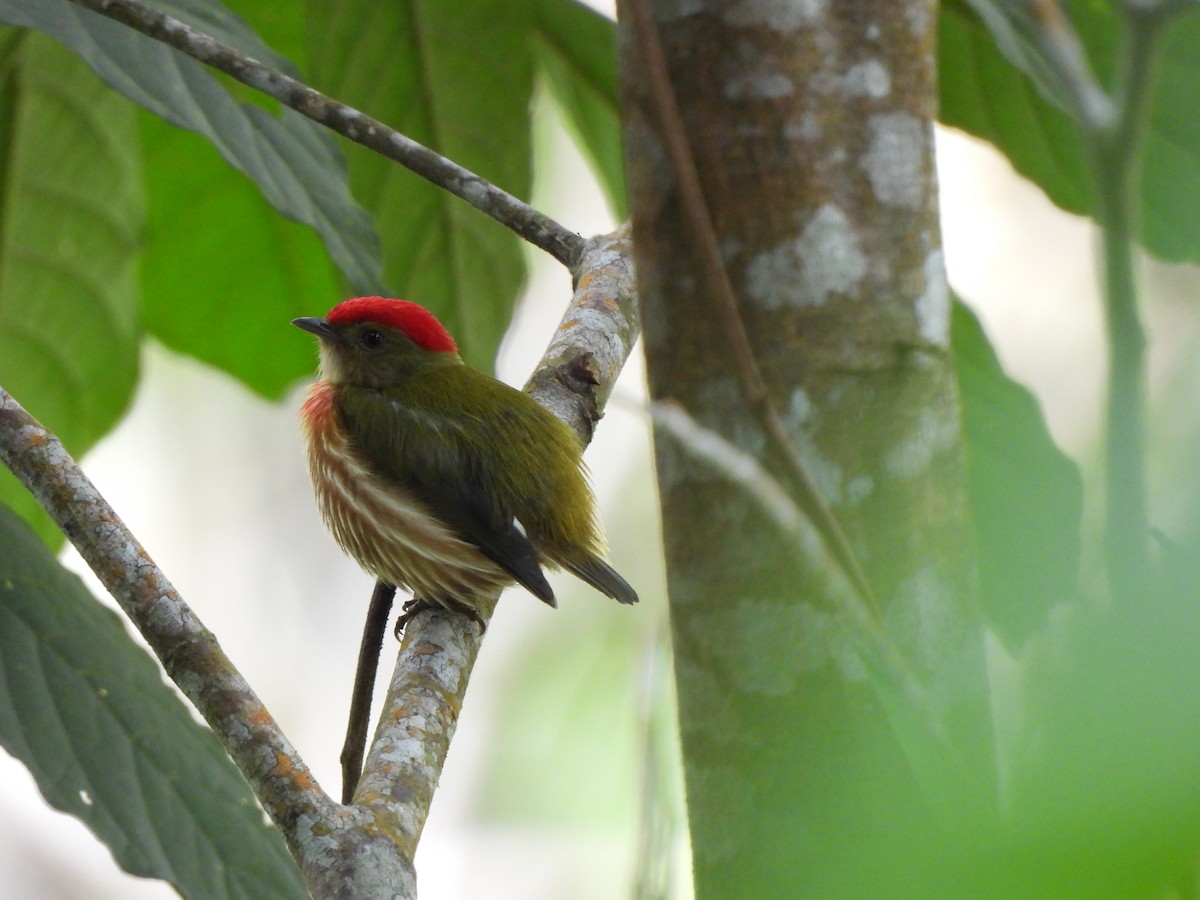 Manakin strié - ML646424573