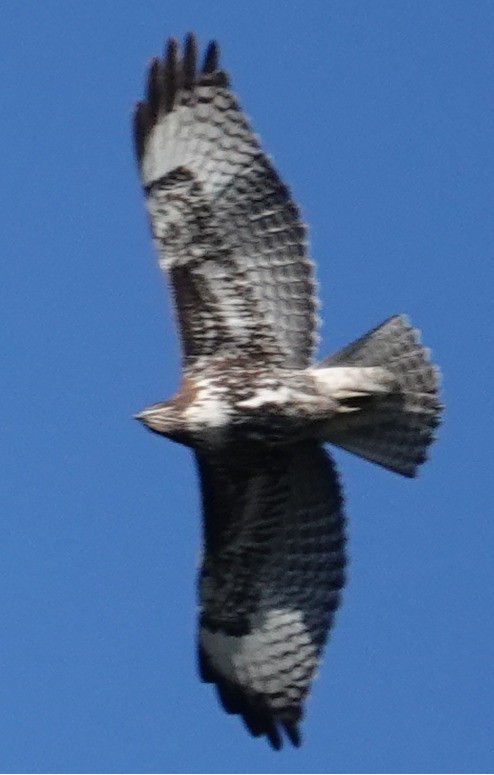 Red-tailed Hawk - ML646424574