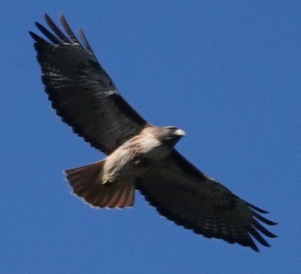 Red-tailed Hawk - ML646424575