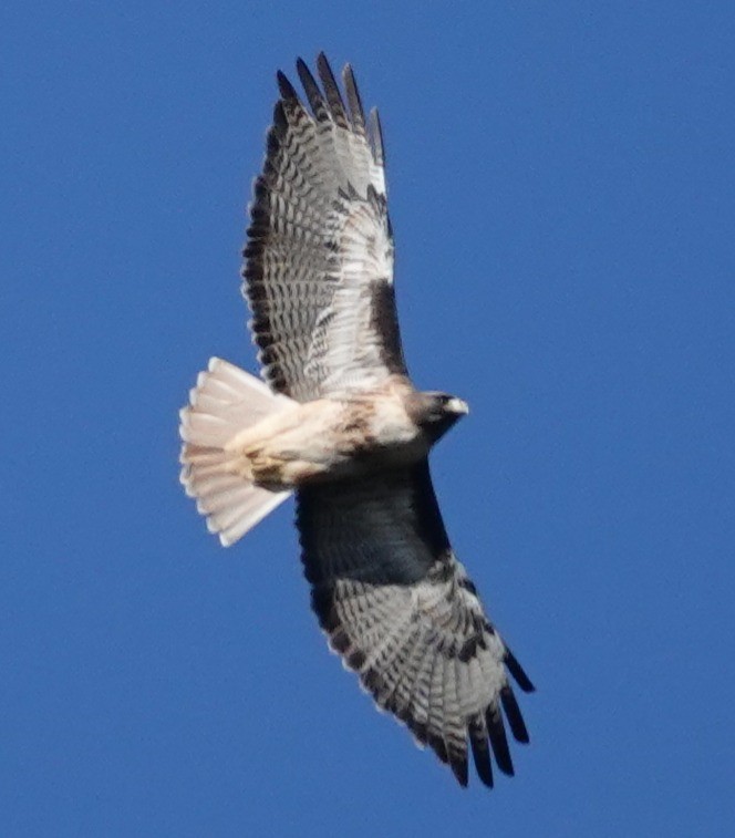 Red-tailed Hawk - ML646424576