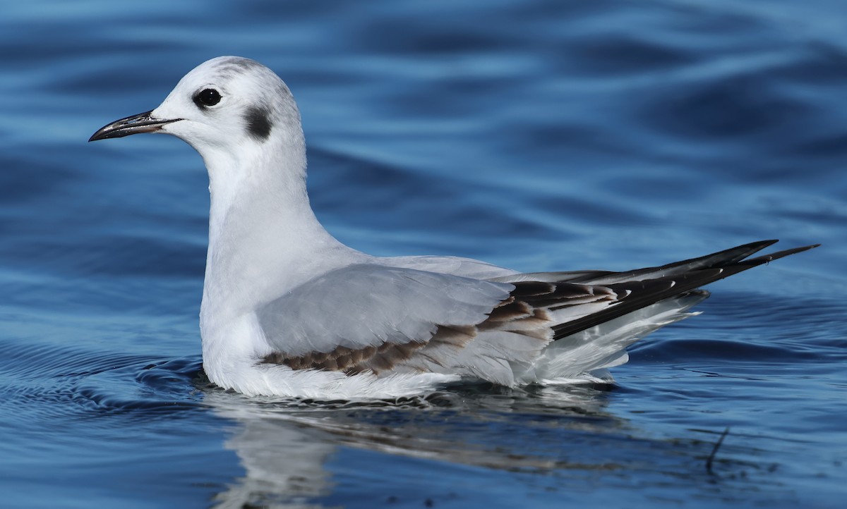 Bonaparte's Gull - ML646424577