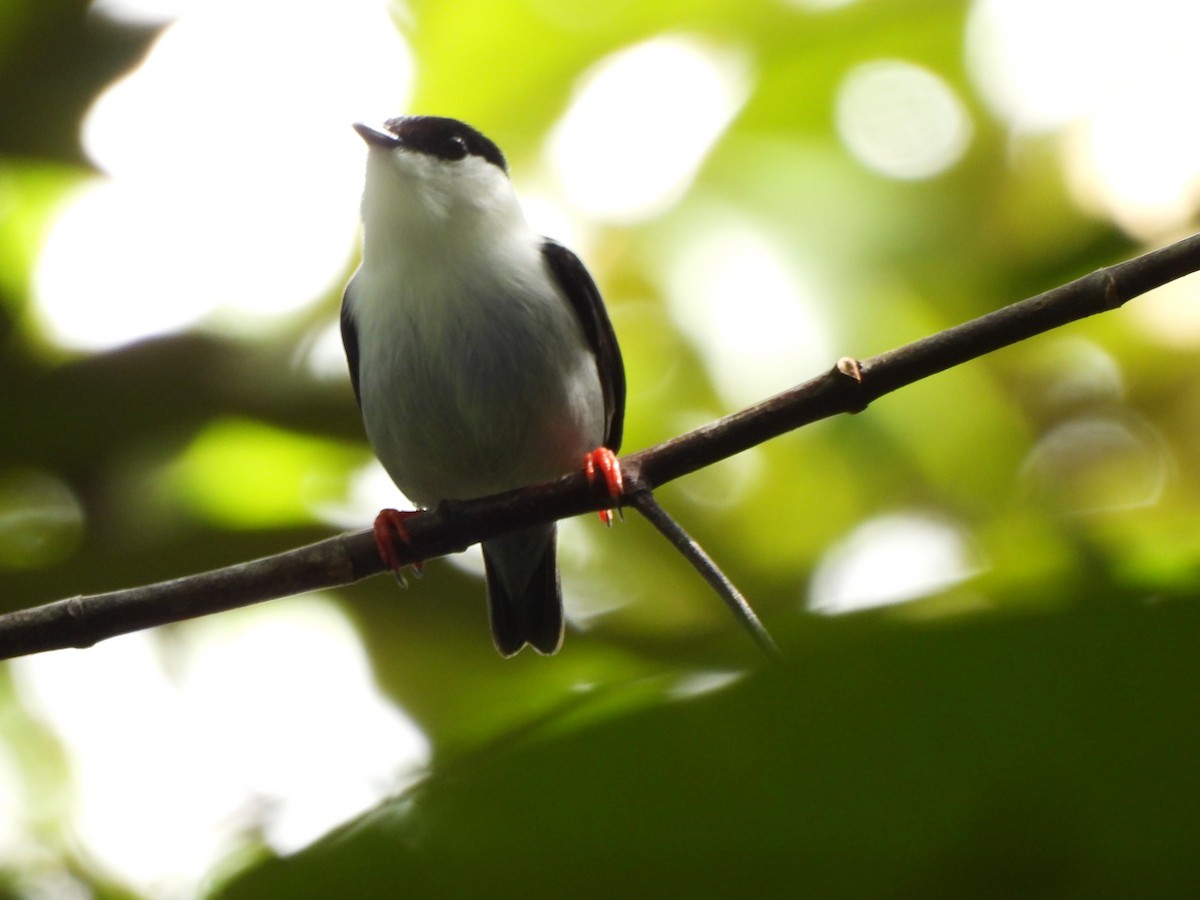 Manakin casse-noisette - ML646424578