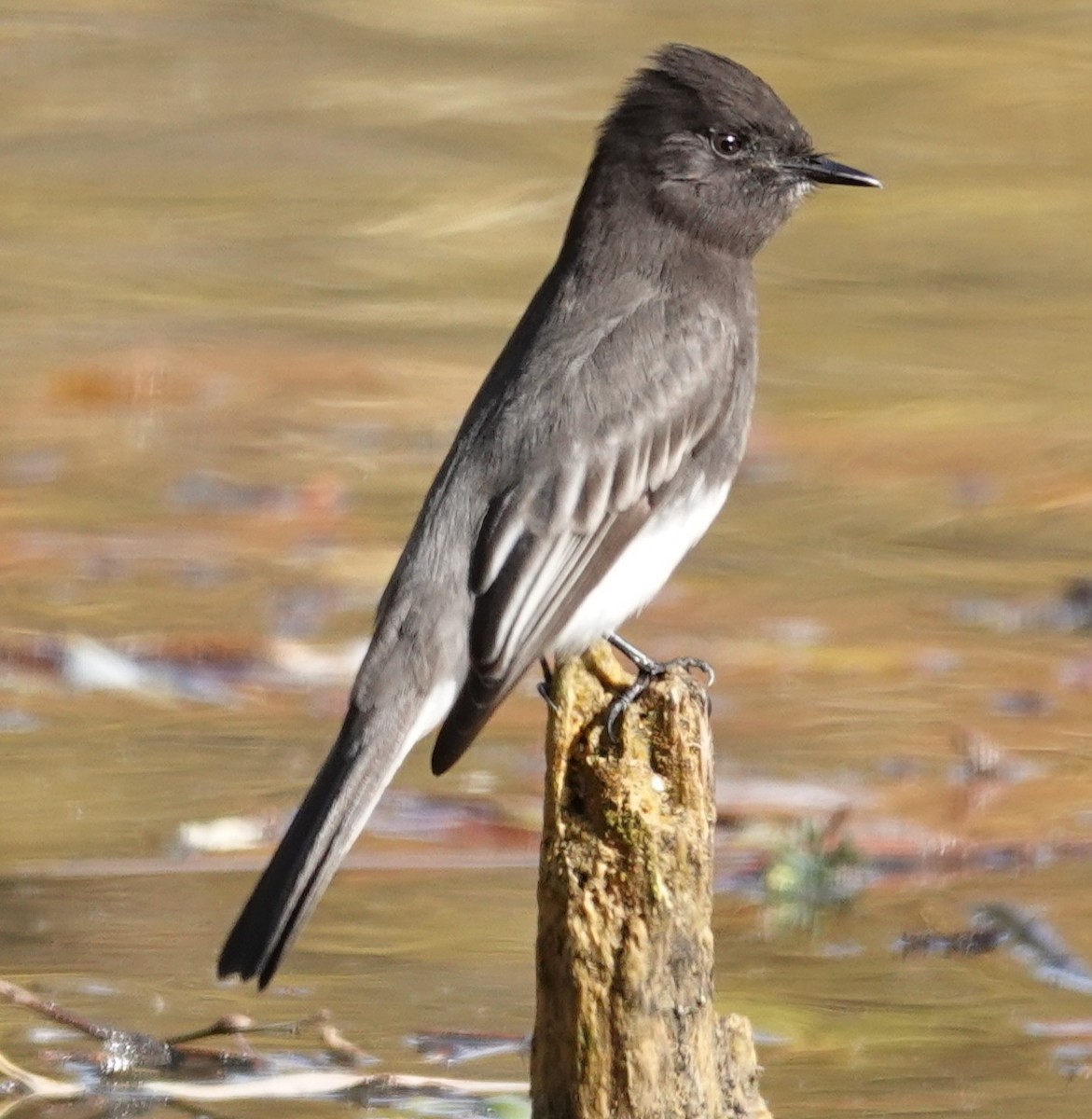 Black Phoebe - ML646424579