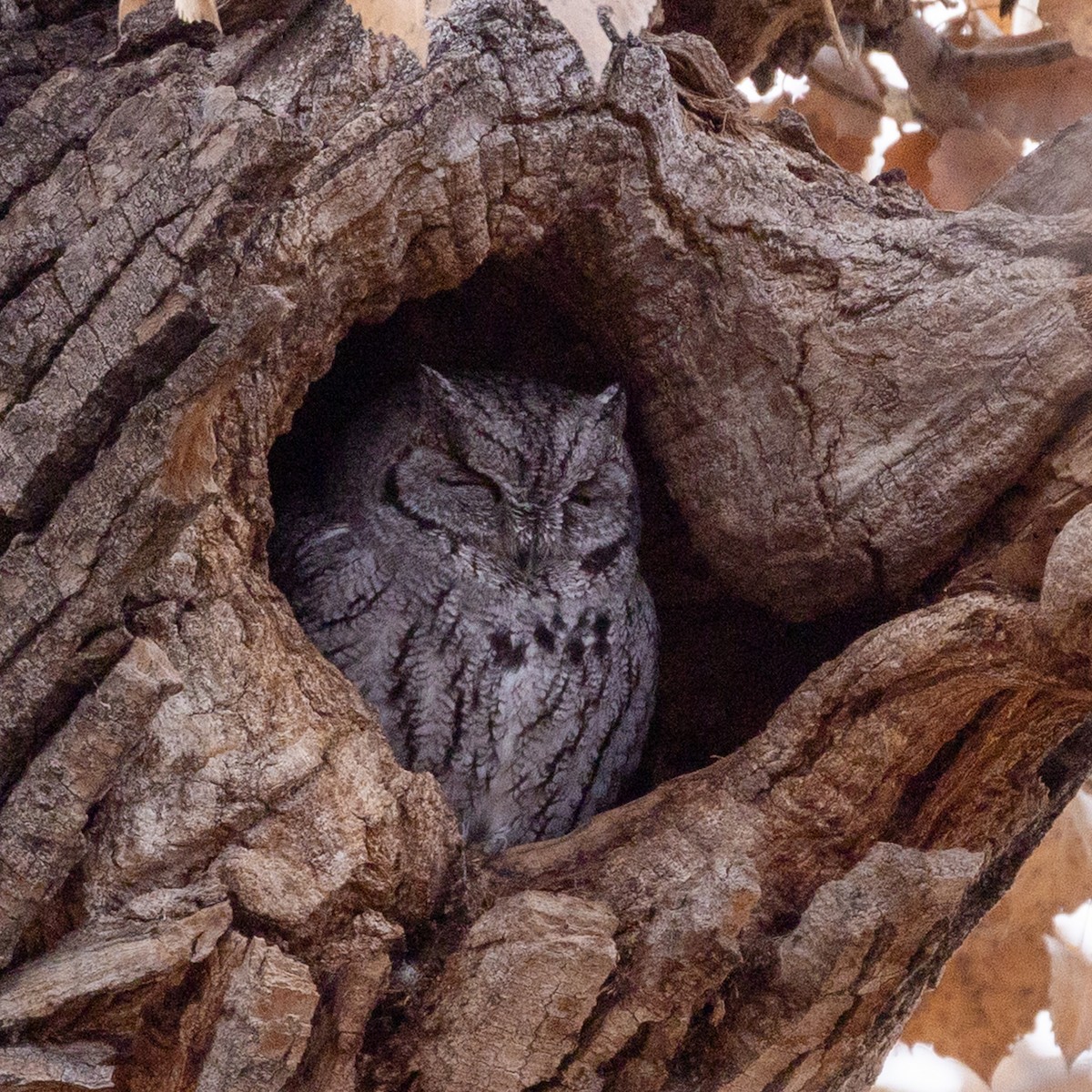 Western Screech-Owl - ML646424580