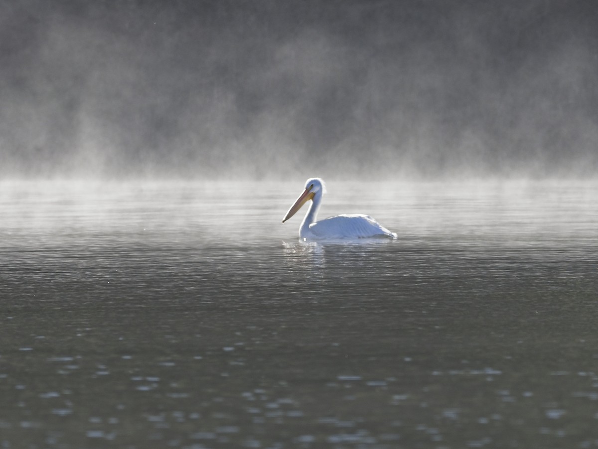 American White Pelican - ML646424581