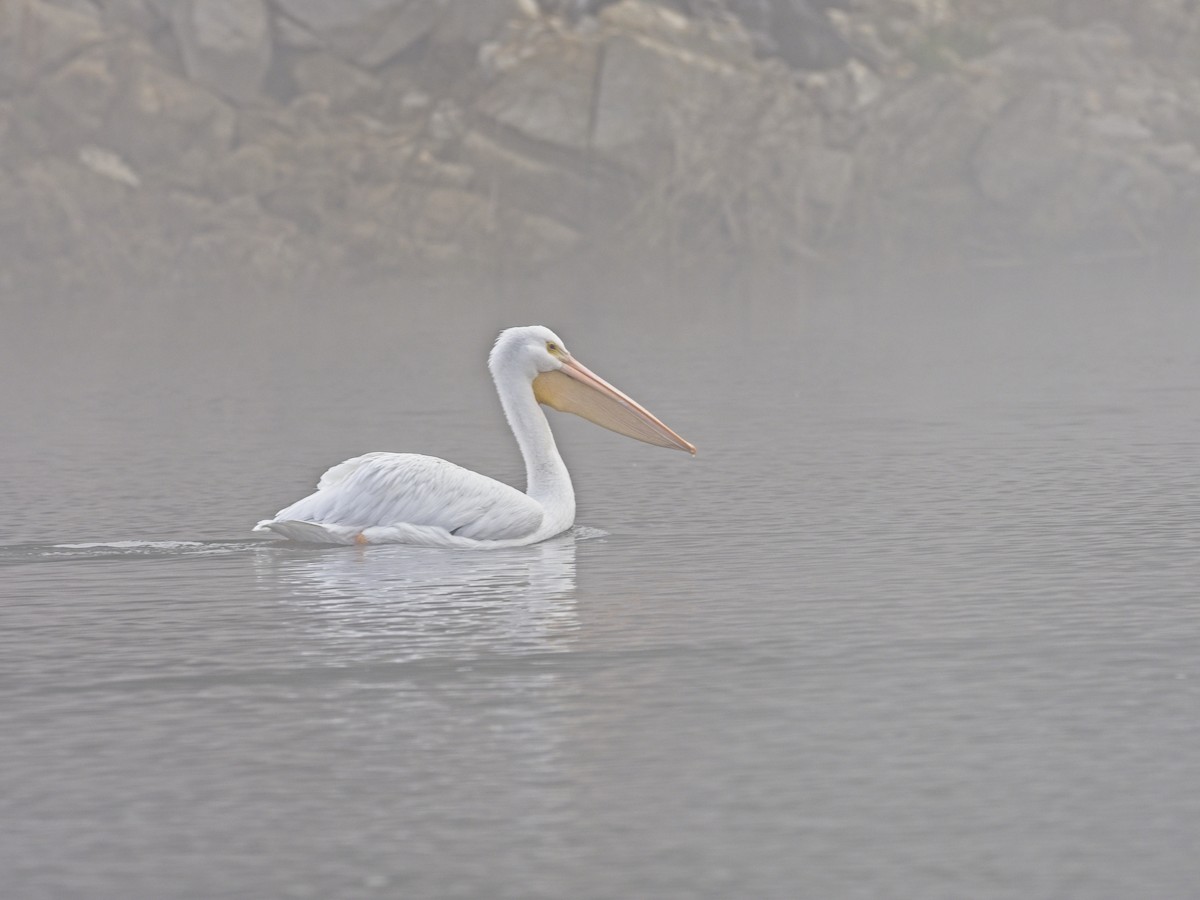 American White Pelican - ML646424582