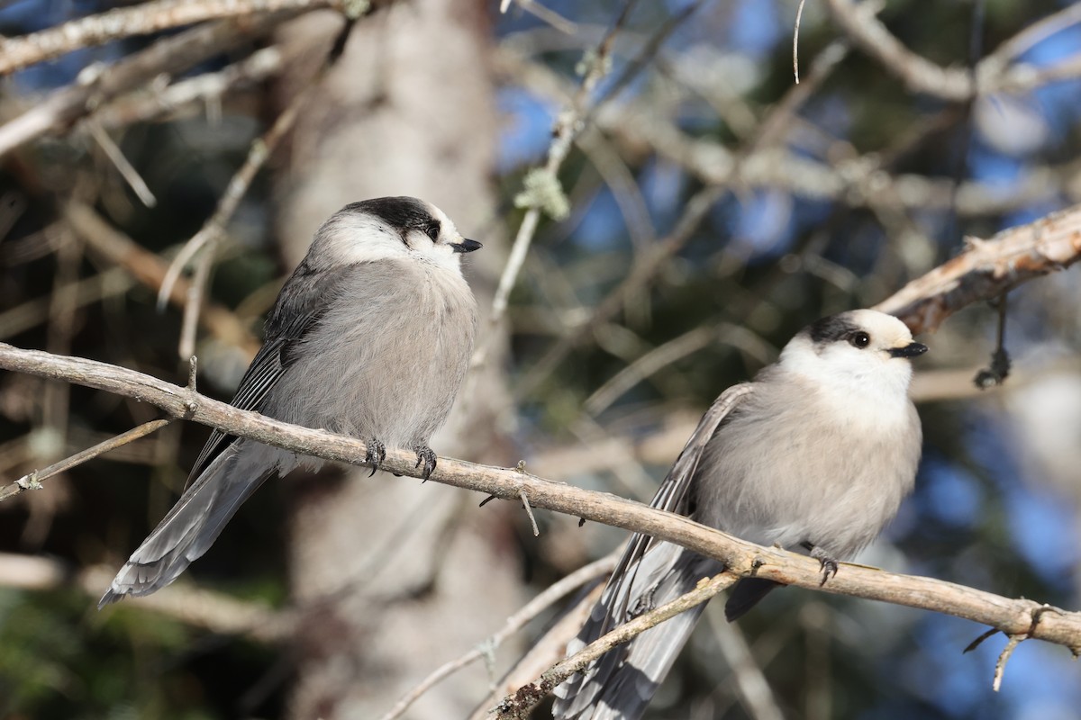 Canada Jay - ML646424583