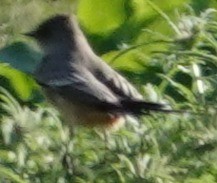 Say's Phoebe - ML646424584