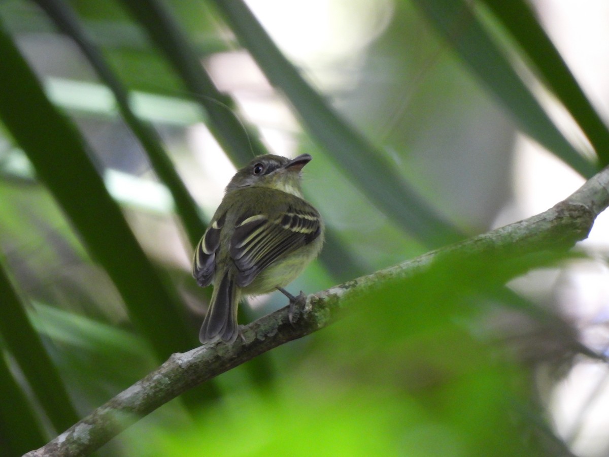 Bec-en-arc de Lawrence - ML646424585