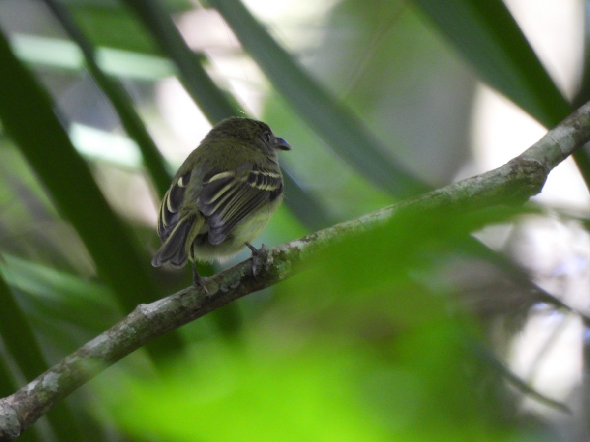 Bec-en-arc de Lawrence - ML646424586
