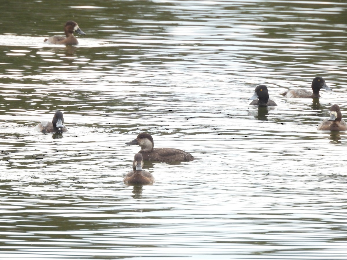 Black Scoter - ML646424587
