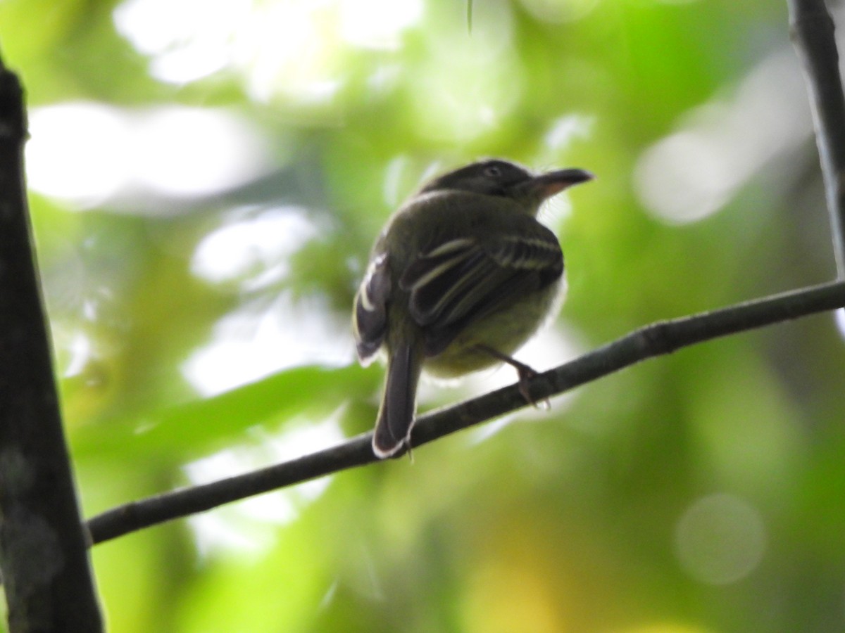 Bec-en-arc de Lawrence - ML646424588