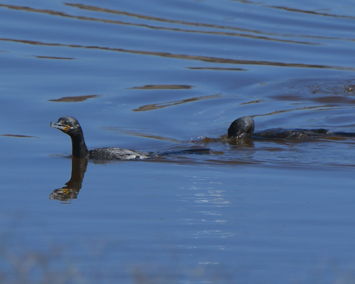 Neotropic Cormorant - ML646424589