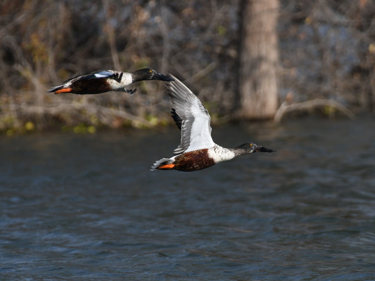 Northern Shoveler - ML646424590