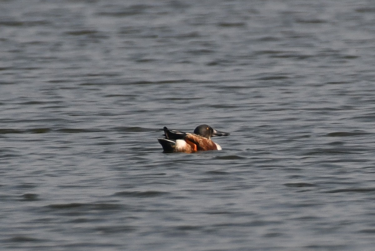 Northern Shoveler - ML646424591