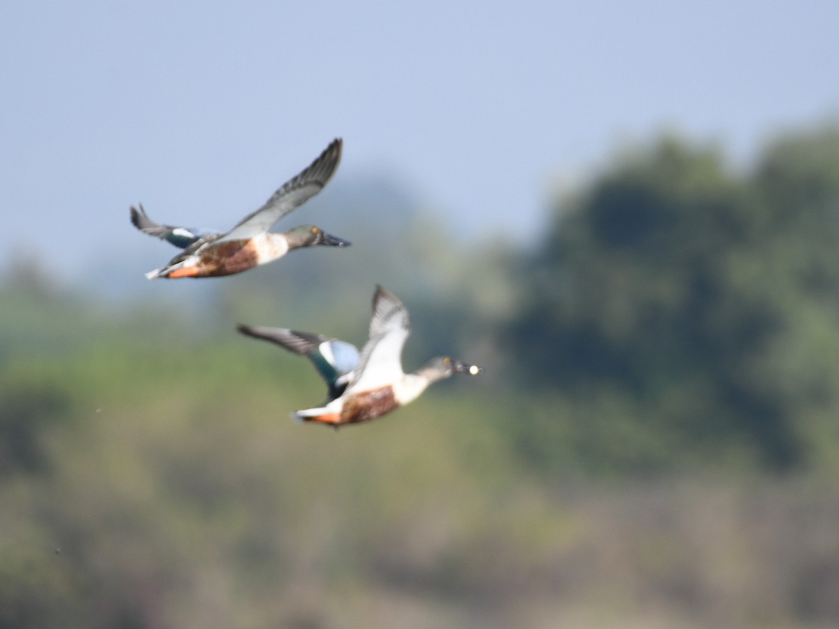 Northern Shoveler - ML646424592